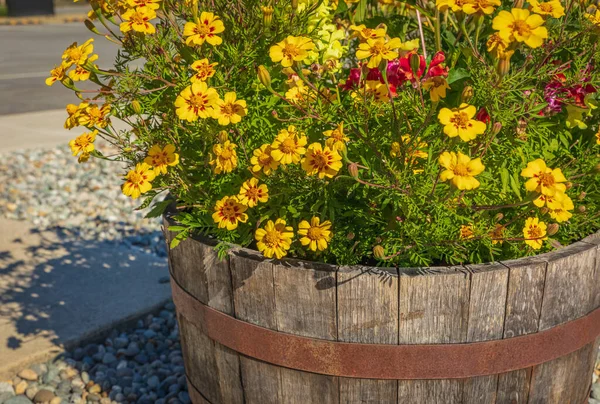 Planter made of barrel wood outdoors. Wooden planter with flowers on a street. Gardening, landscaping. Selective focus, nobody, copy space for text