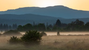 Early morning scenery in field. Sunlight through the mist and trees. Vibrant rays of sunlight in hazy meadow. Yellow sunrise with fog in summer. Colored sunrise in forested mountain slope with fog