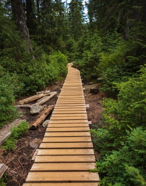 Path through temperate rain forest. Winding boardwalk in National Park, British Columbia Canada. Nobody, selective focus, travel photo