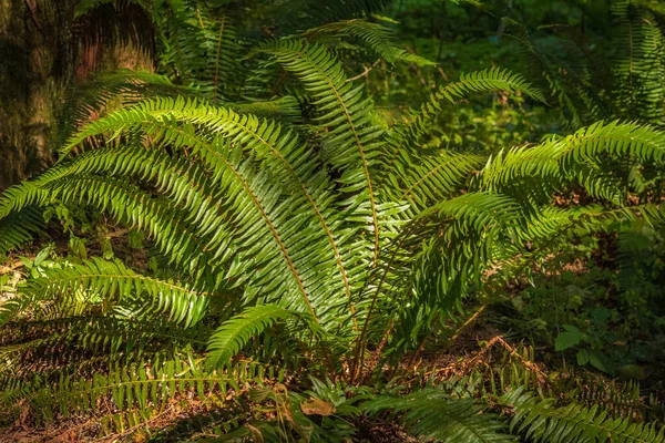 Beautiful fern leaf texture in nature. Natural ferns blurred background. Fern leaves plants in forest. Background nature concept. Beautiful ferns leaves green foliage natural background in sunlight