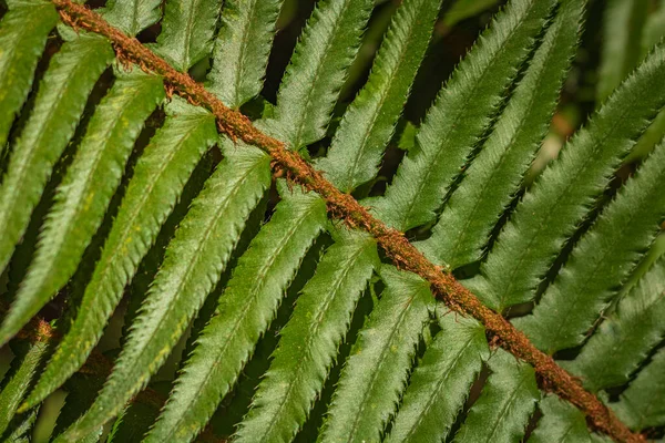 Beautiful fern leaf texture in nature. Natural ferns blurred background. Fern leaves plants in forest. Background nature concept. Beautiful ferns leaves green foliage natural background in sunlight