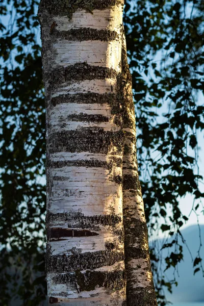 자연적 배경에 나무입니다 자작나무가지는 가까이 자작나무 줄기는 초점을 맞추고 있습니다 — 스톡 사진