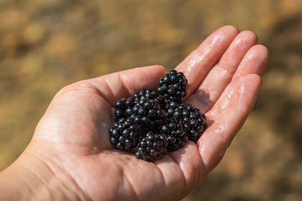 Organic fruit in woman\'s hand. Farmers hands with freshly harvested fruit. Fresh organic blackberries. Selective focus, blurred background