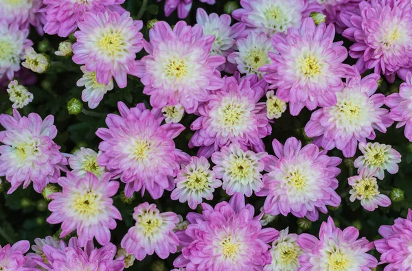 Purple Color Chrysanthemum Garden Chrysanthemum Morifolium Also Known Florist Daisy — Stock Photo, Image