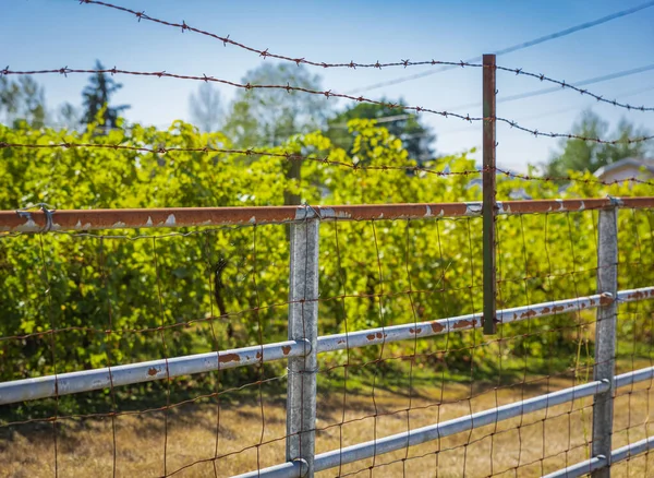 Liście Winogron Winnicy Plantacja Winnic Tle Natury Blisko Nikt Wybiórcza — Zdjęcie stockowe