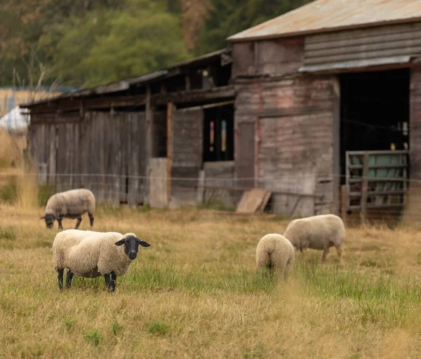Вівці Місцевій Фермі Група Овець Пасовищі Стоїть Поруч Маленький Стадо — стокове фото