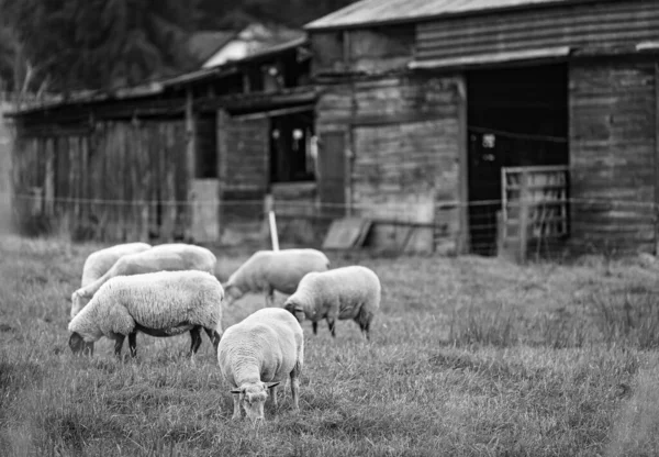 Sheep Local Farm Group Sheep Pasture Stand Next Each Other — Fotografie, imagine de stoc