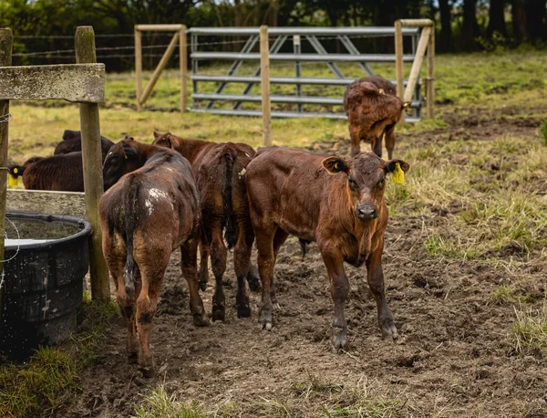 Cow calfs at the local farm. Groupe of b rown cow calfs standing outside a barn on a farm. Nobody, selective focus, street photo