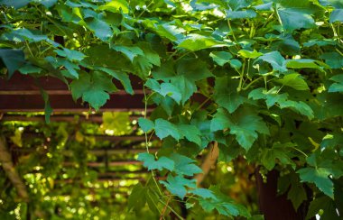 Üzüm yeşili yapraklar yakında. Yeşil yaprakların arka planı. Üzüm bağında bir dal yaprak. Hiç kimse, seçici odaklanma