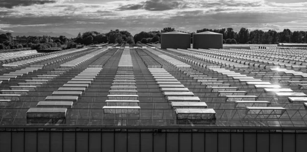 Greenhouses lined up in row, covered with transparent film of growing vegetables and fruits top view. Texture of the roofs of greenhouses field background. Farming, bio products. Many greenhouses