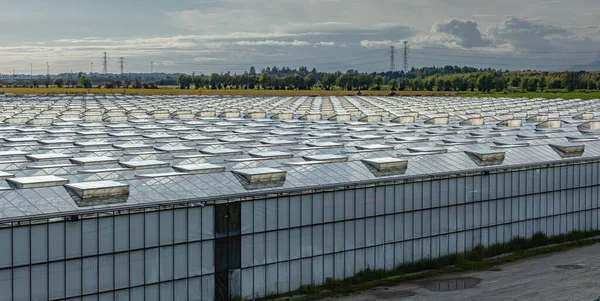 Greenhouses lined up in row, covered with transparent film of growing vegetables and fruits top view. Texture of the roofs of greenhouses field background. Farming, bio products. Many greenhouses