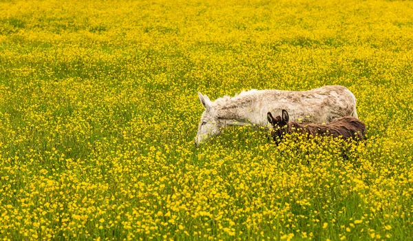 Rapsfelder Auf Dem Land Und Vieh Esel Auf Den Blühenden — Stockfoto