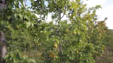 Armut yetiştiriyorum. Yaz bahçesinde olgun organik tarım armutları. Armut ağacında olgun armutlar. Ukrayna armutları. 