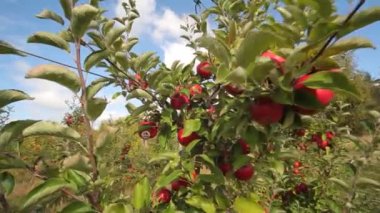 Elma yetiştiriyorum. Elmalı elma bahçesi. Elma bahçesi. Kırmızı elmalı elma ağaçları. Ukrayna elmaları. 