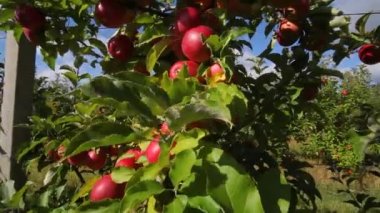 Elma yetiştiriyorum. Elmalı elma bahçesi. Elma bahçesi. Kırmızı elmalı elma ağaçları. Ukrayna elmaları. 