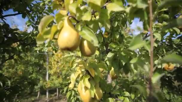 梨の成長 夏の庭で有機栽培梨を熟す 梨の木に梨を熟す ウクライナの梨 — ストック動画