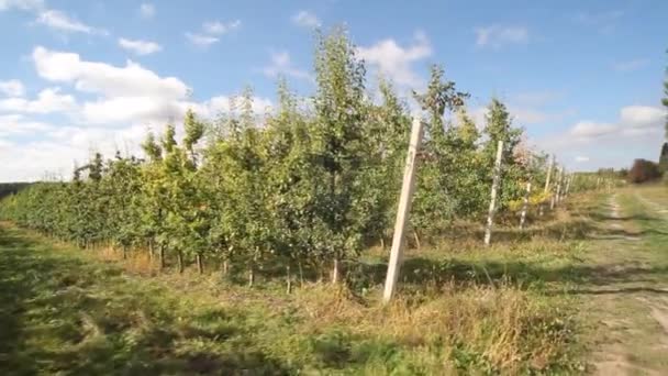 Äpfel Anbauen Apfelplantage Mit Äpfeln Apfelgarten Apfelbäume Mit Roten Äpfeln — Stockvideo