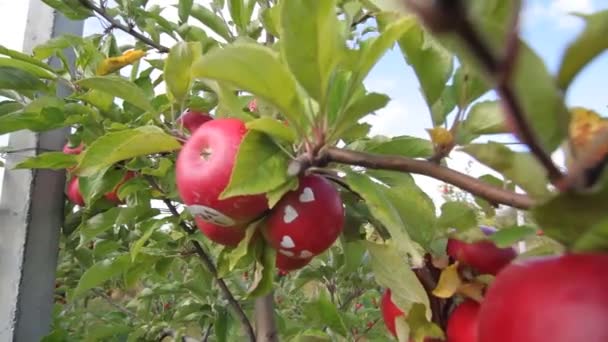 Appels Kweken Appelboomgaard Met Appels Appeltuin Appelbomen Met Rode Appels — Stockvideo