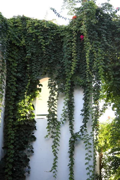 Window Overgrown Plants — 图库照片