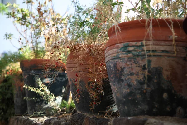 Old Flowerpots Plants House — Stockfoto