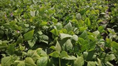 Baklagilleri toplayın. Tarlada büyüyen baklagiller. Tarım. Hasat mevsimi. 