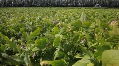 Baklagilleri toplayın. Tarlada büyüyen baklagiller. Tarım. Hasat mevsimi. 