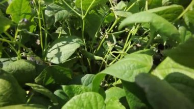 Baklagilleri toplayın. Tarlada büyüyen baklagiller. Tarım. Hasat mevsimi. 