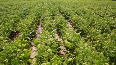 Baklagilleri toplayın. Tarlada büyüyen baklagiller. Tarım. Hasat mevsimi. 