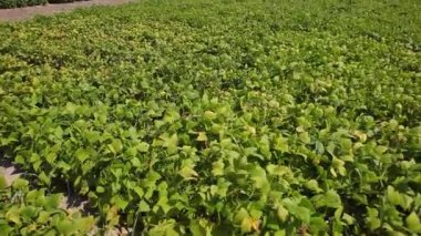 Baklagilleri toplayın. Tarlada büyüyen baklagiller. Tarım. Hasat mevsimi. 