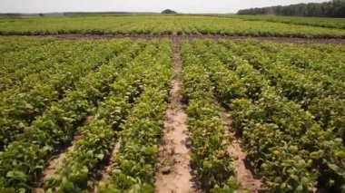 Baklagilleri toplayın. Tarlada büyüyen baklagiller. Tarım. Hasat mevsimi. 