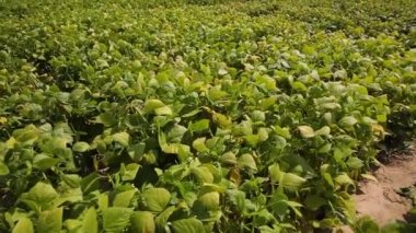 Baklagilleri toplayın. Tarlada büyüyen baklagiller. Tarım. Hasat mevsimi. 