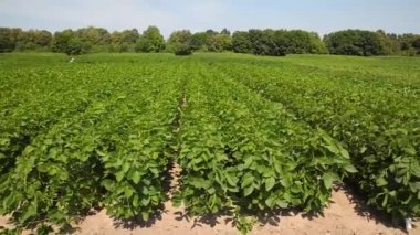 Baklagilleri toplayın. Tarlada büyüyen baklagiller. Tarım. Hasat mevsimi. 