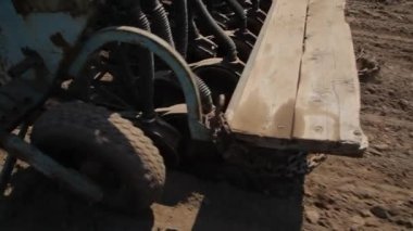 Baklagilleri toplayın. Tarlada büyüyen baklagiller. Tarım. Hasat mevsimi. 