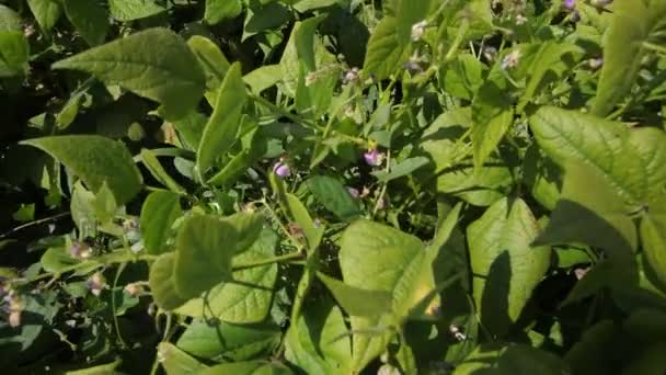 Forage Legumes Growing Legumes Field Agriculture Harvest Season — Stock video