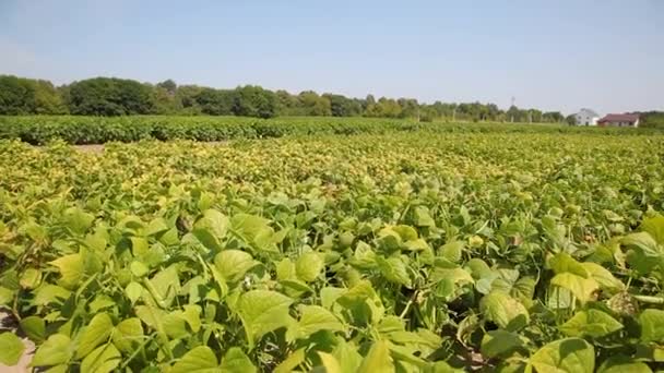 Forage Legumes Growing Legumes Field Agriculture Harvest Season — Vídeo de Stock