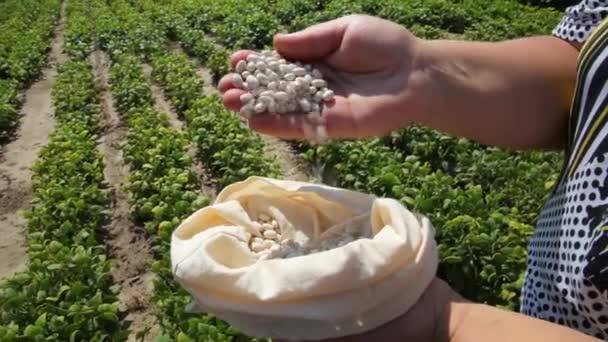 Forage Legumes Growing Legumes Field Agriculture Harvest Season — Video