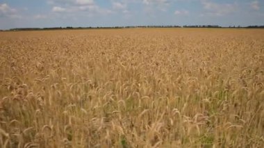 Buğday tarlası. Tarım. Rüzgarda sallanan buğdayın olgun altın kulakları. Hasat mevsimi. Aydınlık bir günde buğday tarlası.