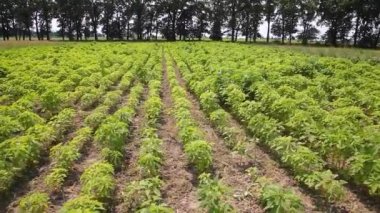  Tarım. Hasat mevsimi. Baklagilleri toplayın. Tarlada büyüyen baklagiller. 