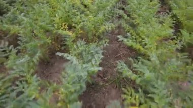  Agriculture. Harvest season. Forage legumes. Growing legumes in the field. 