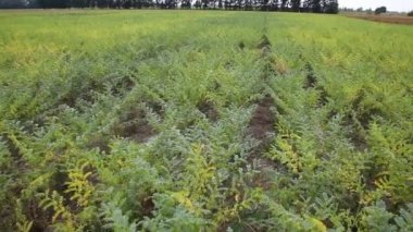  Agriculture. Harvest season. Forage legumes. Growing legumes in the field. 