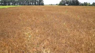  Tarım. Hasat mevsimi. Baklagilleri toplayın. Tarlada büyüyen baklagiller. 