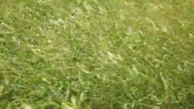 Baklagilleri toplayın. Tarlada büyüyen baklagiller. Tarım. Hasat mevsimi. 