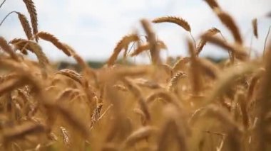 Buğday tarlası. Tarım. Rüzgarda sallanan buğdayın olgun altın kulakları. Hasat mevsimi. Aydınlık bir günde buğday tarlası.