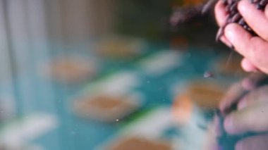 Fasulye. Tarım. Hasat mevsimi. 