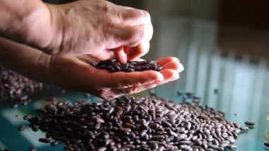 Fasulye. Tarım. Hasat mevsimi. 