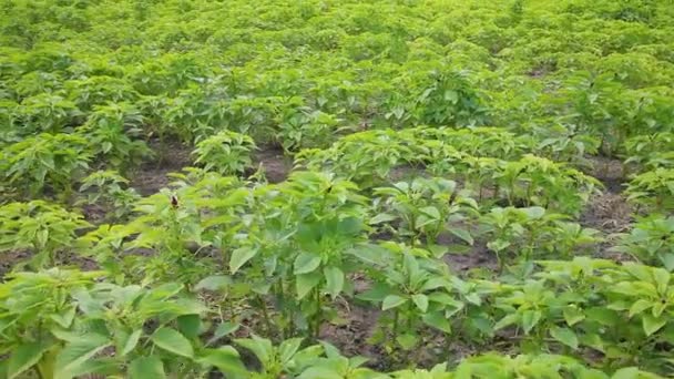 Forage Legumes Growing Legumes Field Agriculture Harvest Season — Vídeo de Stock