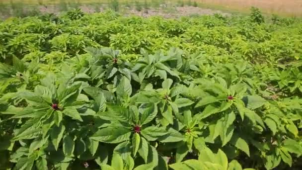 Agriculture Harvest Season Forage Legumes Growing Legumes Field — Vídeo de stock