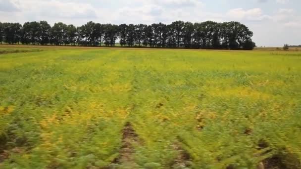 Agriculture Harvest Season Forage Legumes Growing Legumes Field — Video