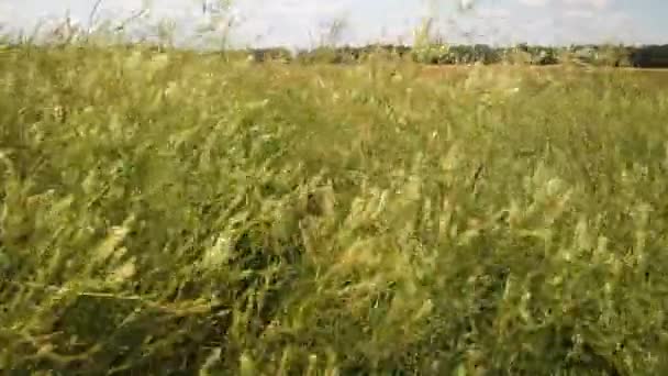 Forage Legumes Growing Legumes Field Agriculture Harvest Season — Video Stock