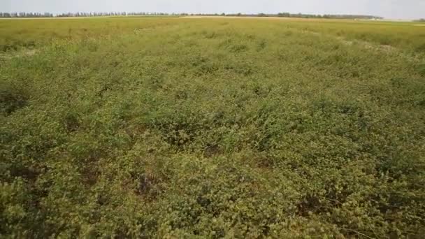 Agriculture Harvest Season Forage Legumes Growing Legumes Field — Video